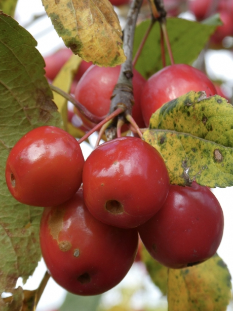 Malus sierappeltjes