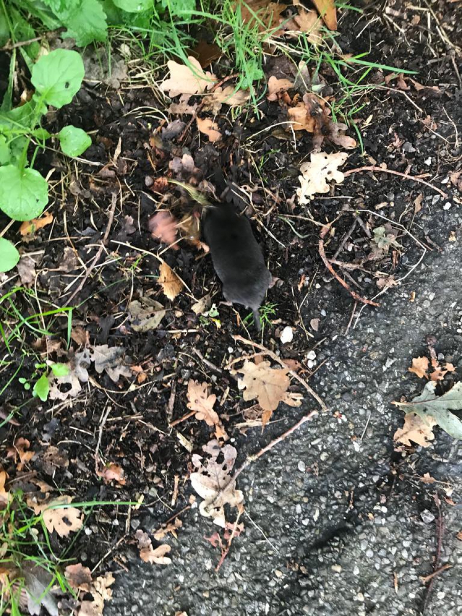 Mol - Zoogdieren - Mol