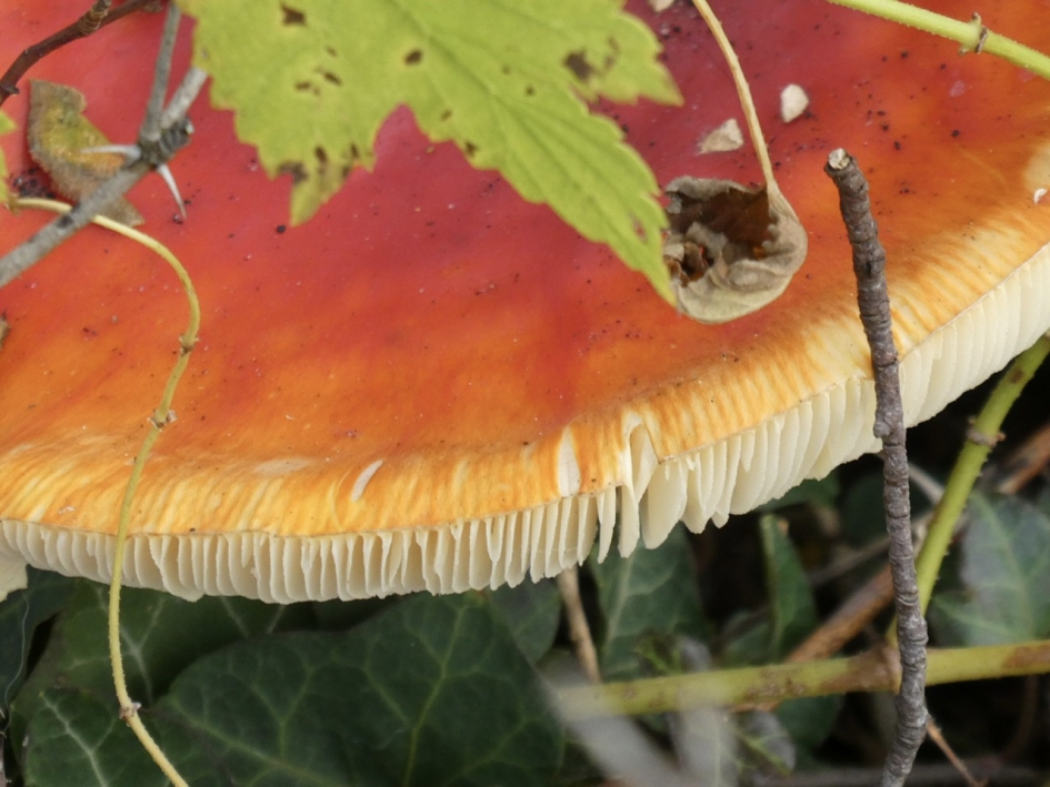 Mooie lamellen - Schimmels - 