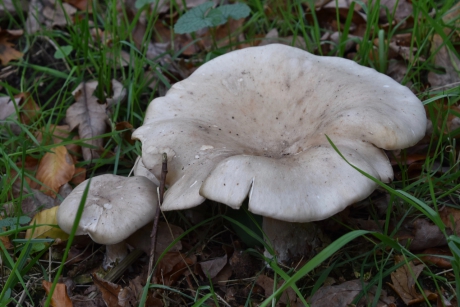 Mooie witte paddenstoel