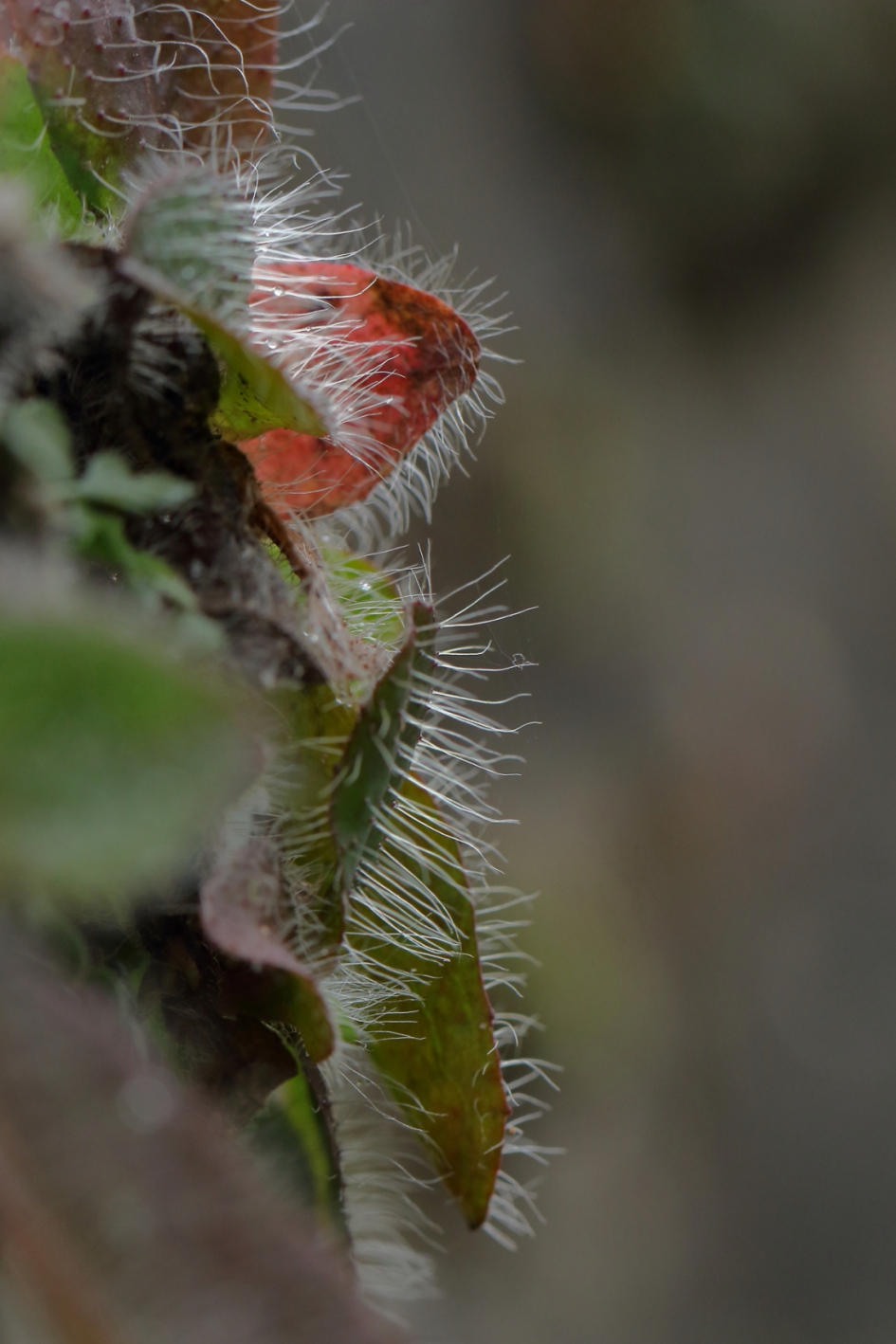 muizenoor - Planten - muizenoor