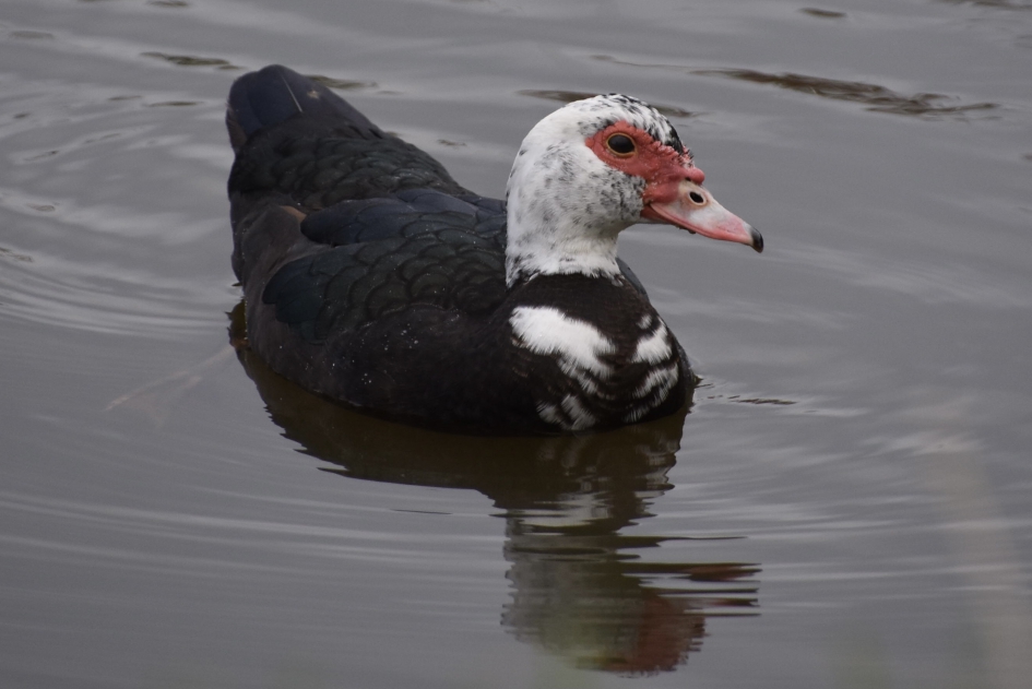Muskuseend - Vogels - 