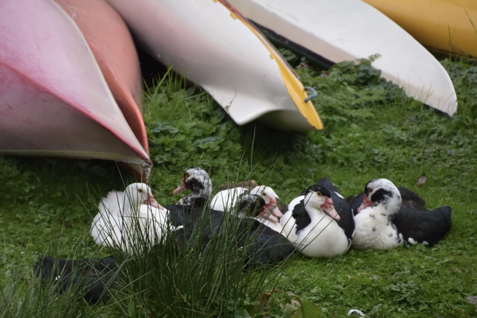 Muskuseenden - Vogels - 