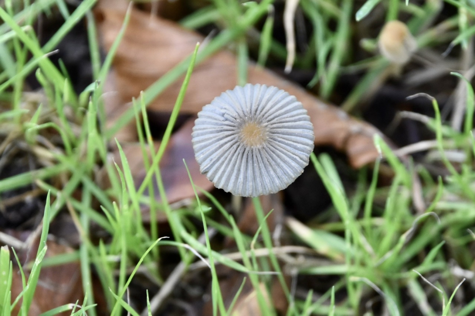 Klein paddenstoeltje - Schimmels - 
