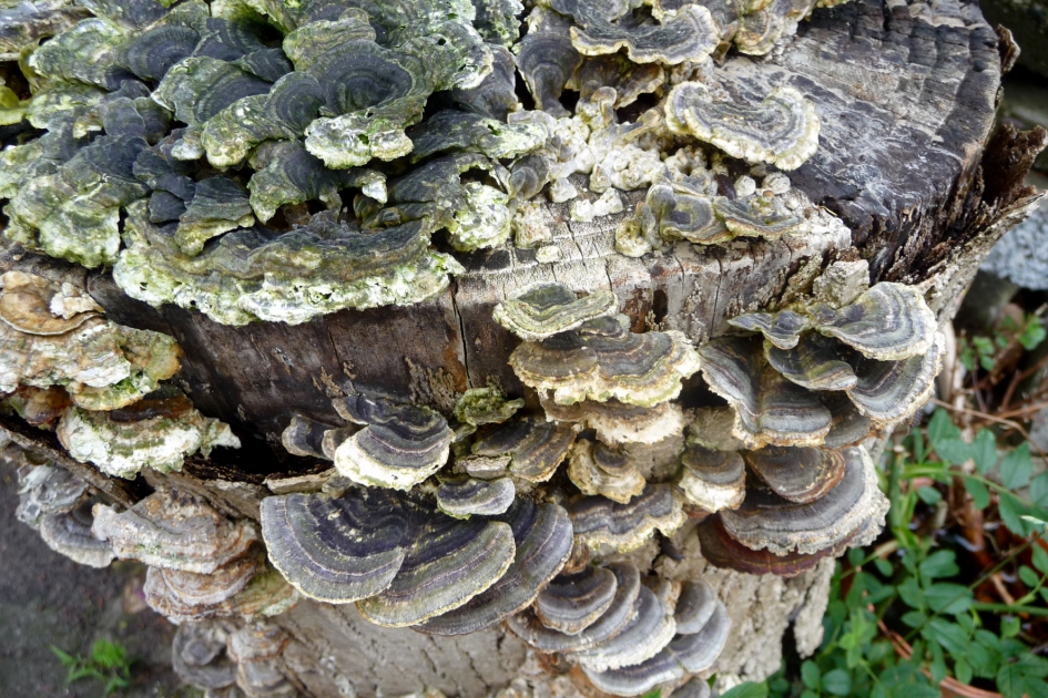 Op een oude stronk - Schimmels - 