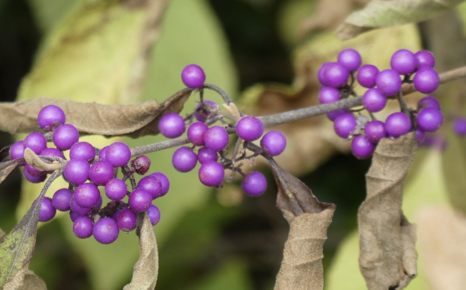 Callicarpa - Planten - Schoonvrucht