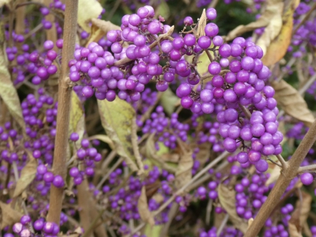 Callicarpa