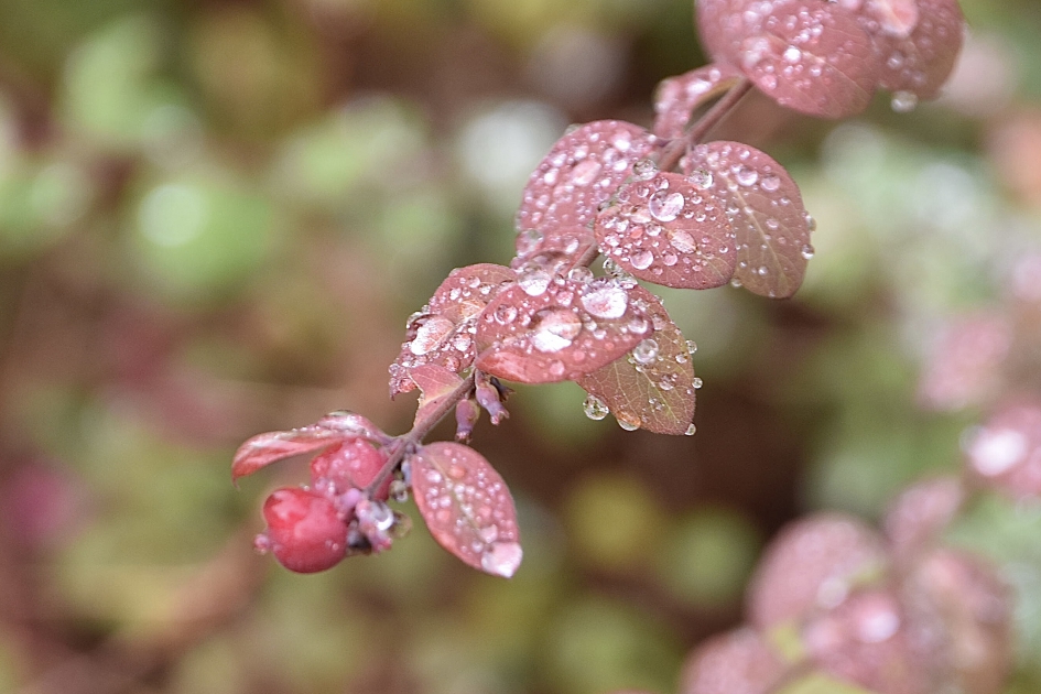 Na een bui regen - Planten - 