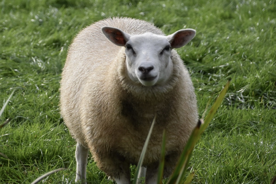 Nieuwsgierig - Zoogdieren - 