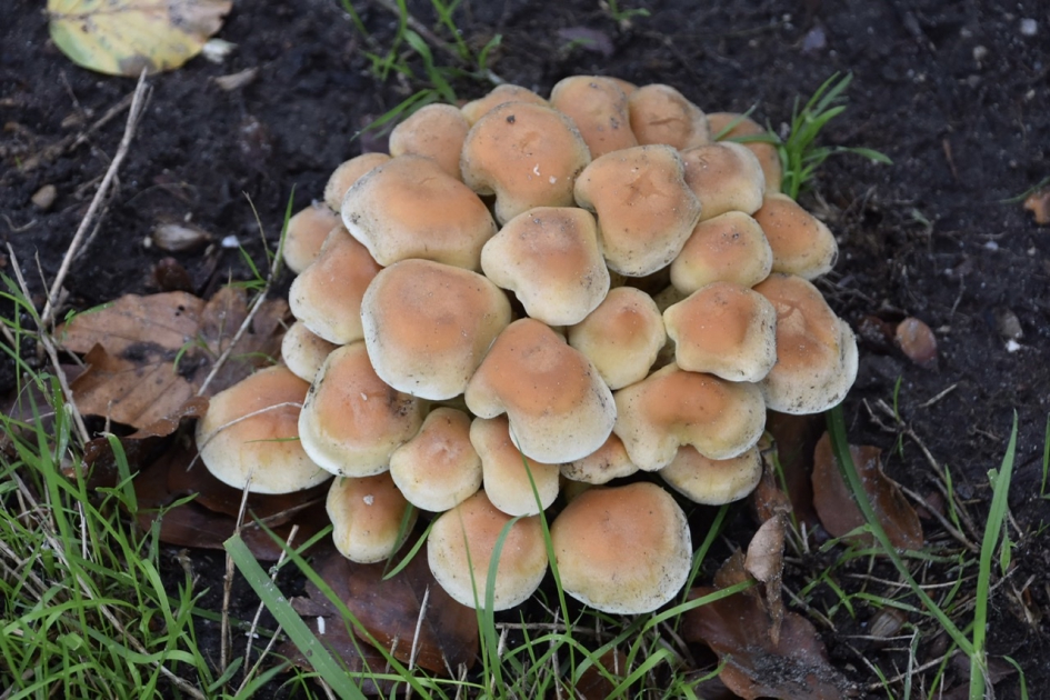 Nog even afbakken.... - Schimmels - 