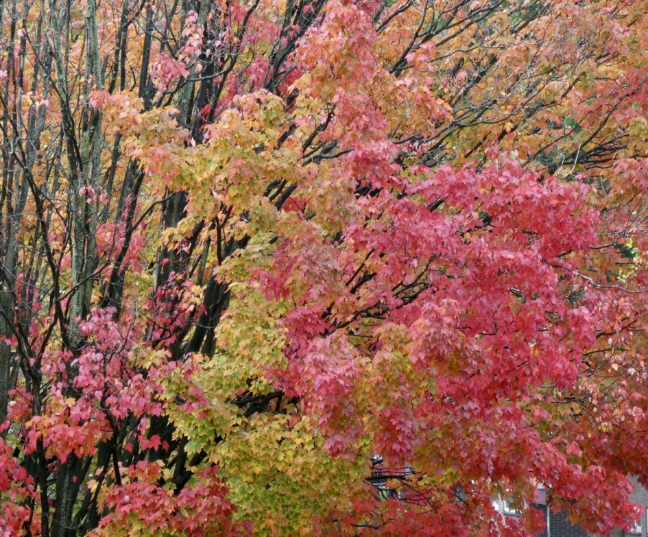 Noorse Esdoorn - Planten - 