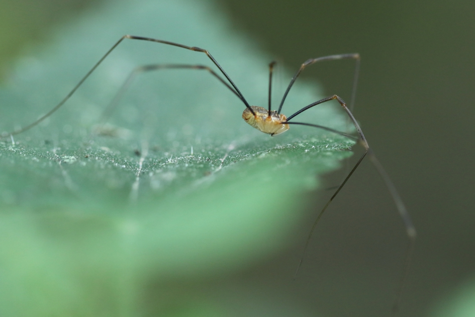 oeps - Geleedpotigen - gewone hooiwagen