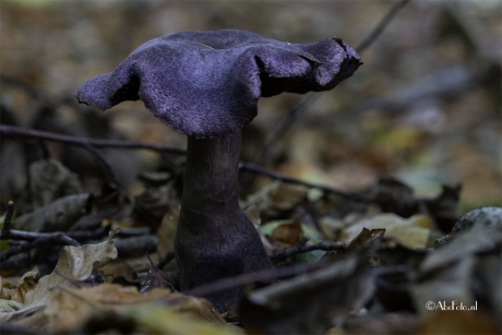 Onbekende paarse paddestoel