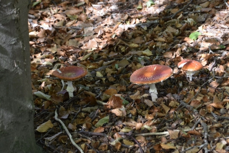 Onder de beukenbomen