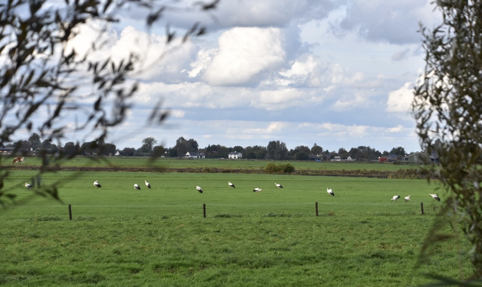 Ooievaars - Vogels - 