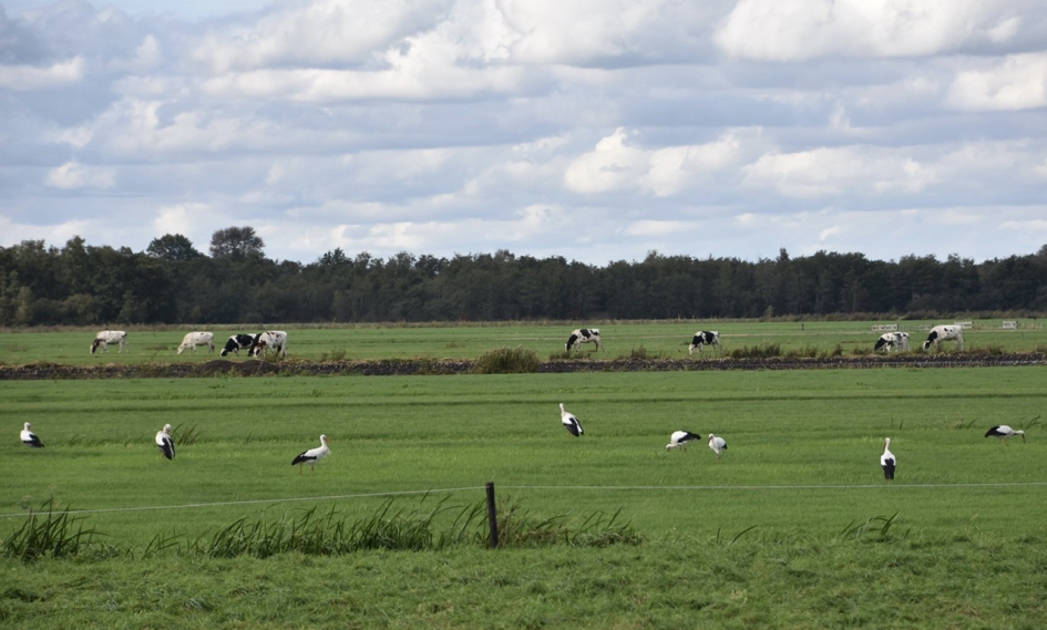 Ooievaars - Vogels - 