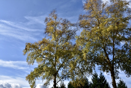 Ook de berken kleuren