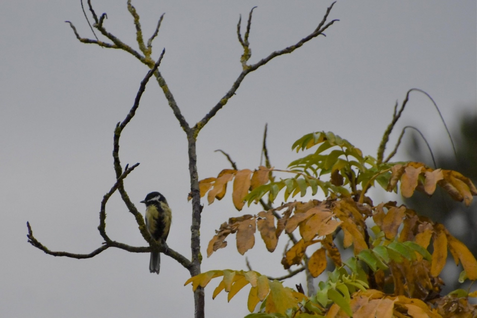 Op de uitkijk - Vogels - 