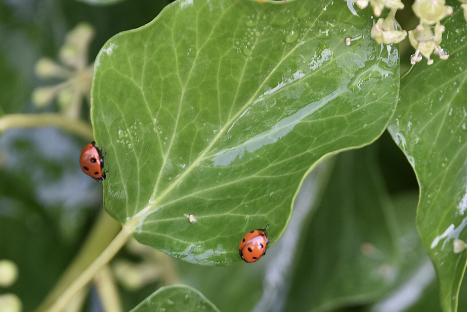Op zoek naar elkaar... - Geleedpotigen - 