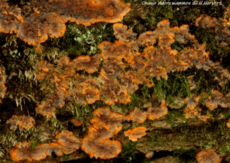 Oranje Aderzwammen.