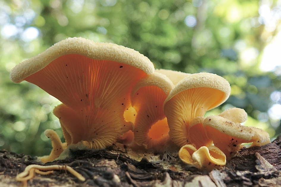 Oranje Oesterzwam - Schimmels - Oranje Oesterzwam