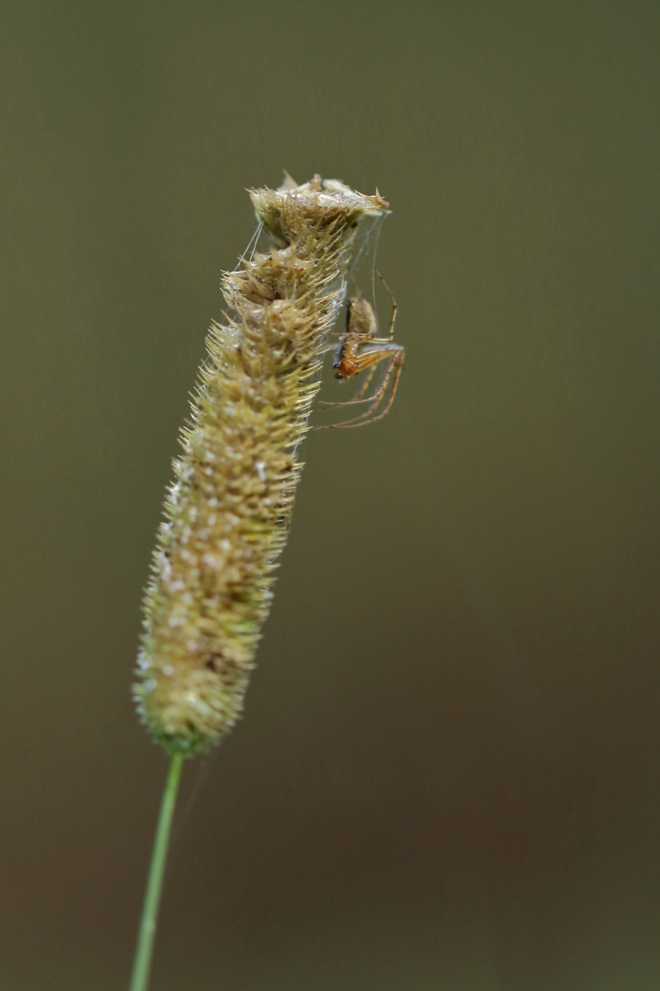 overspannen - Geleedpotigen - strekspin