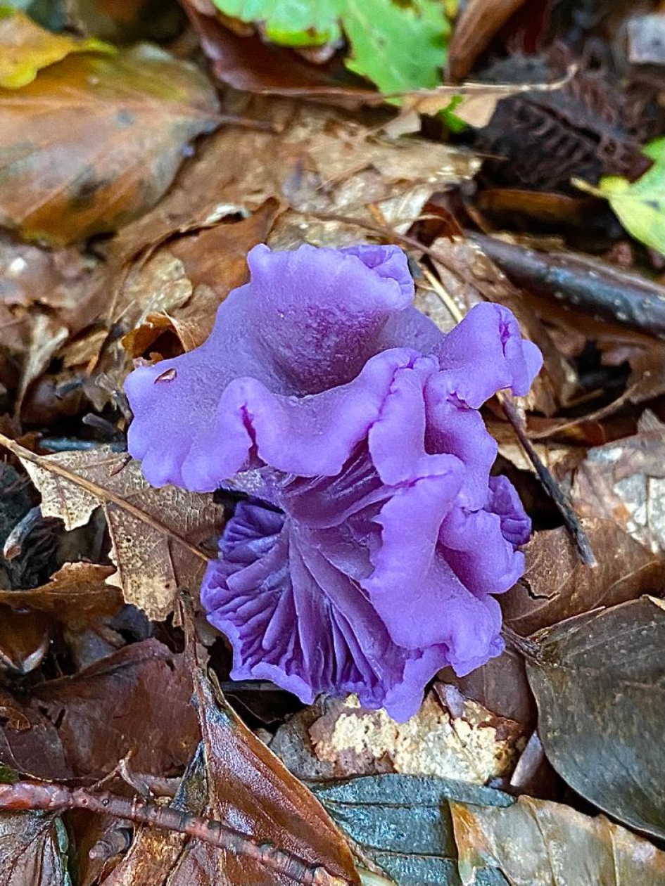 Paars paarse paarst - Schimmels - 