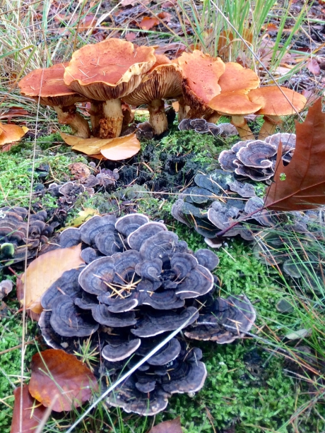 Paddenstoelencompositie