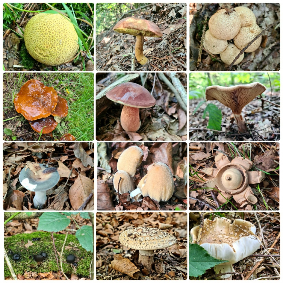 Paddestoelen - Schimmels - 