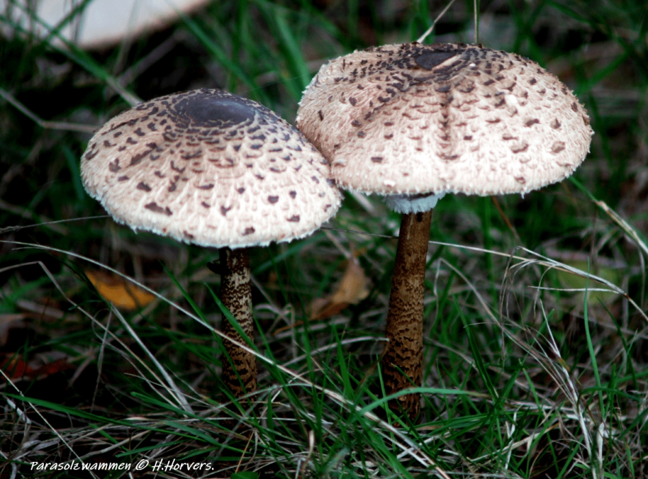 Parasolzwammen. - Schimmels - Parasolzwammen.