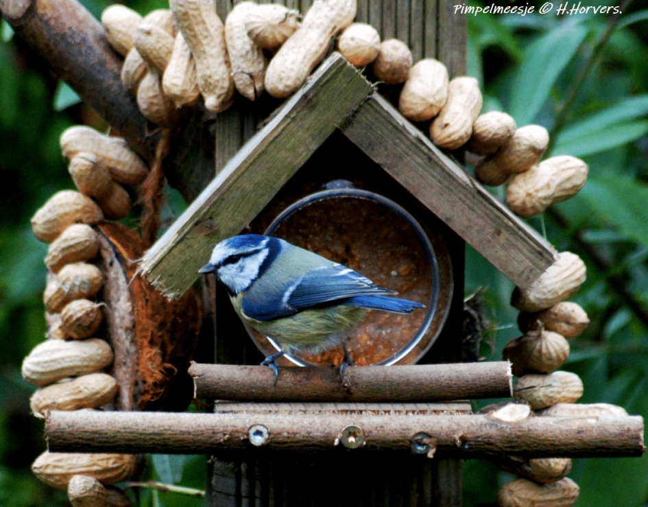 Pimpelmeesje - Vogels - Pimpelmeesje