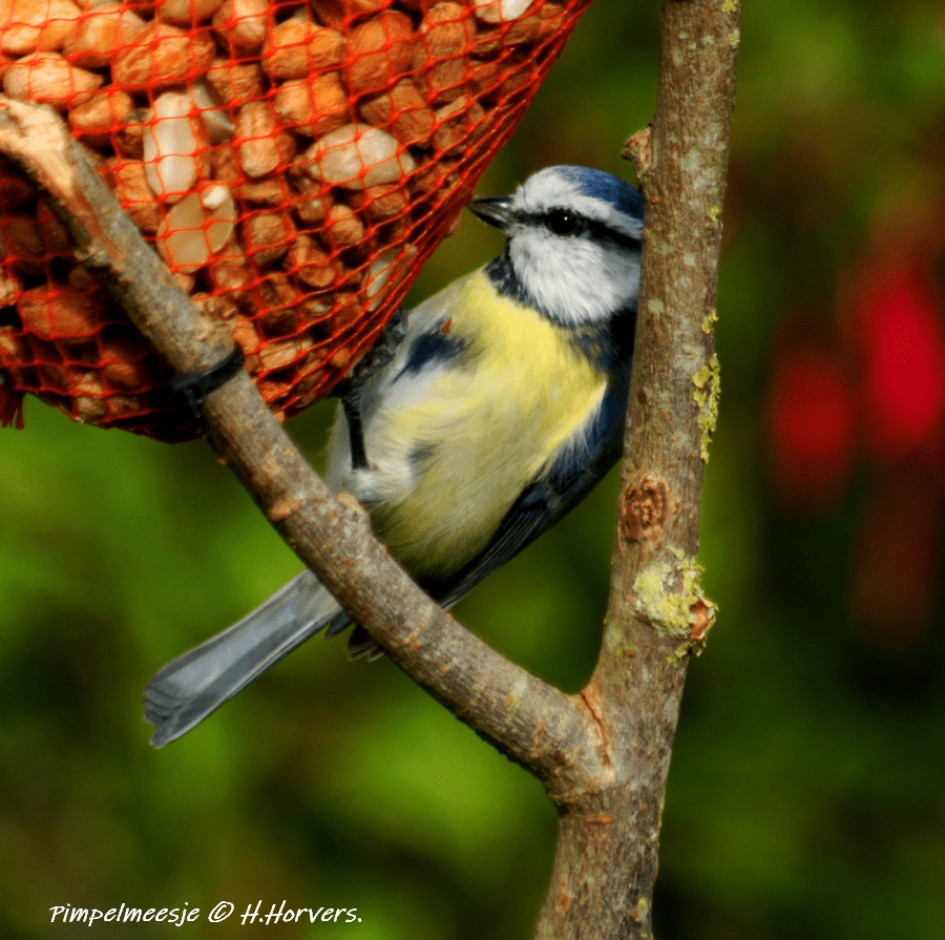 Pimpelmeesje - Vogels - Pimpelmeesje