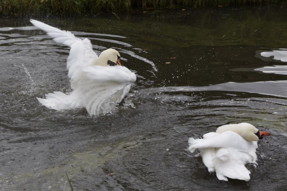 Poetsende zwanen - Vogels - 