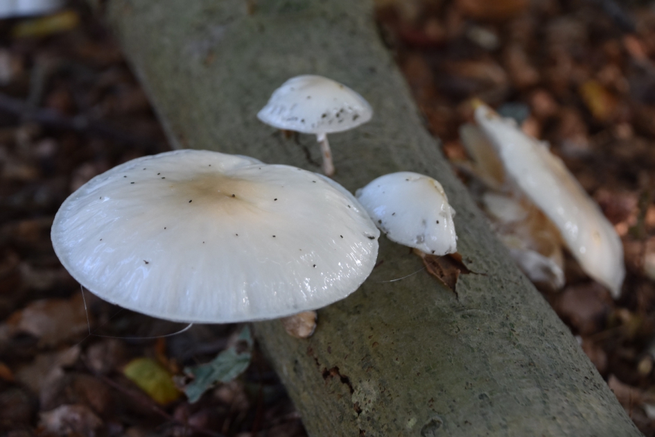 Porceleinzwam - Schimmels - 