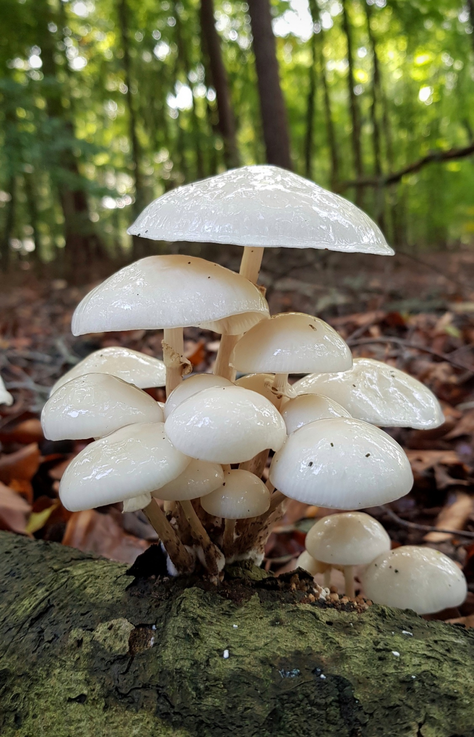 Porselein etagere. - Schimmels - Porseleinzwam