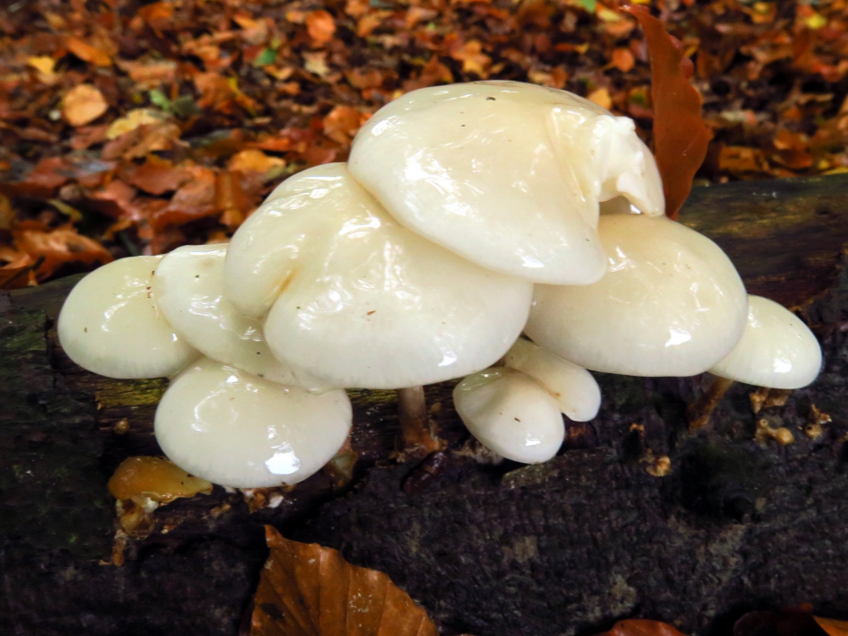 Porseleinzwam - Schimmels - 