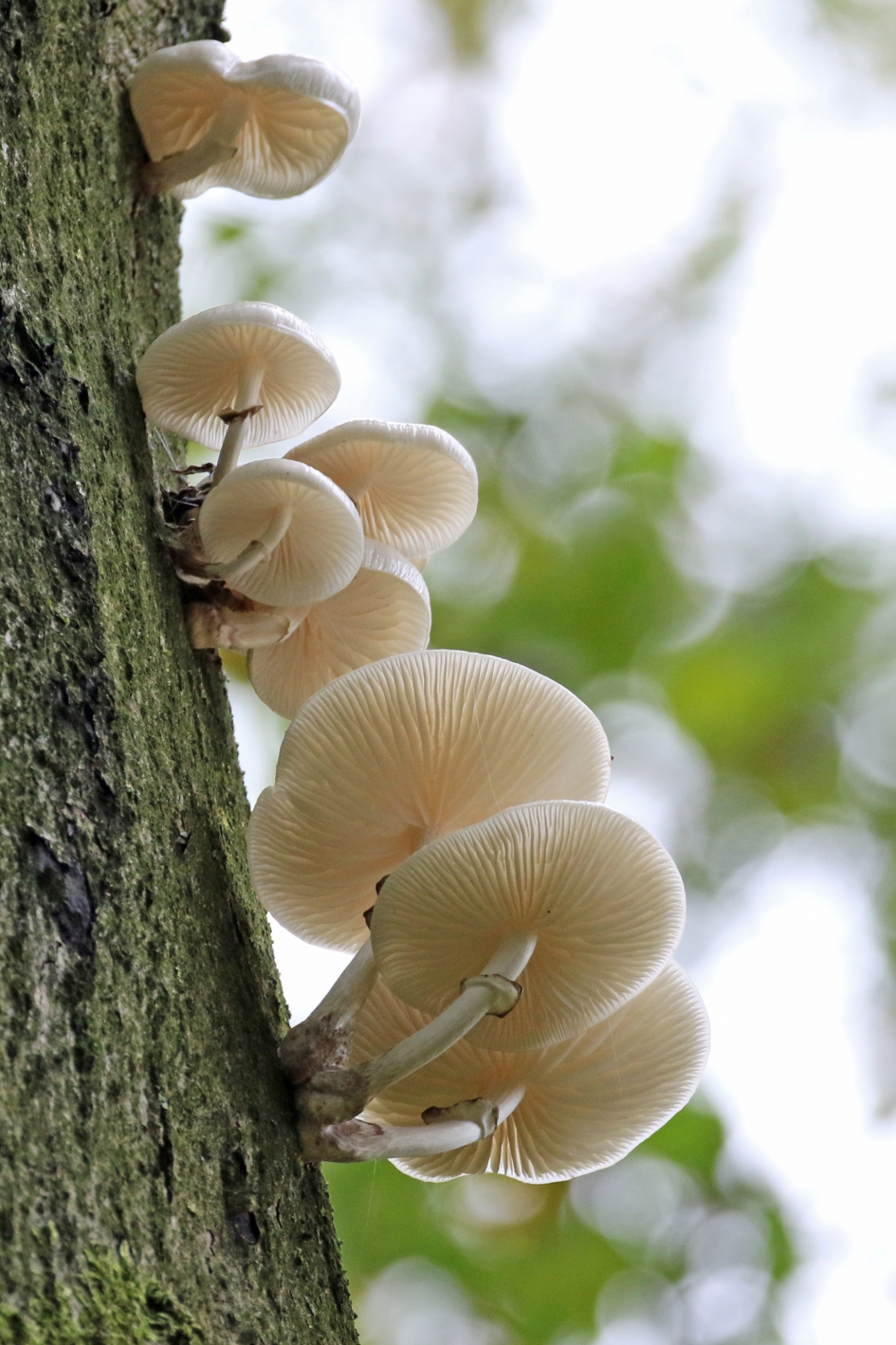 Porseleinzwammen (1) - Schimmels - 