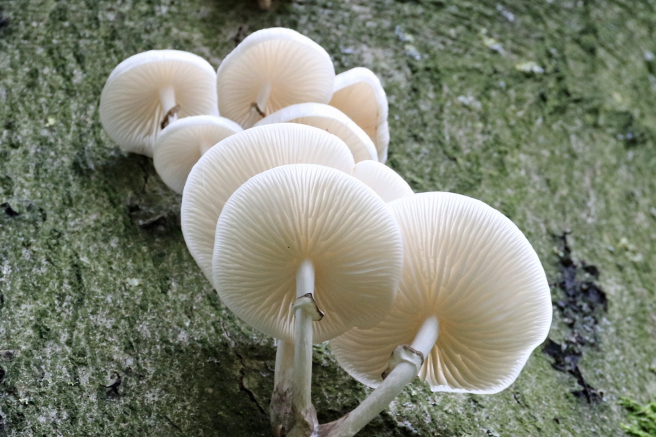 Porseleinzwammen (2) - Schimmels - 