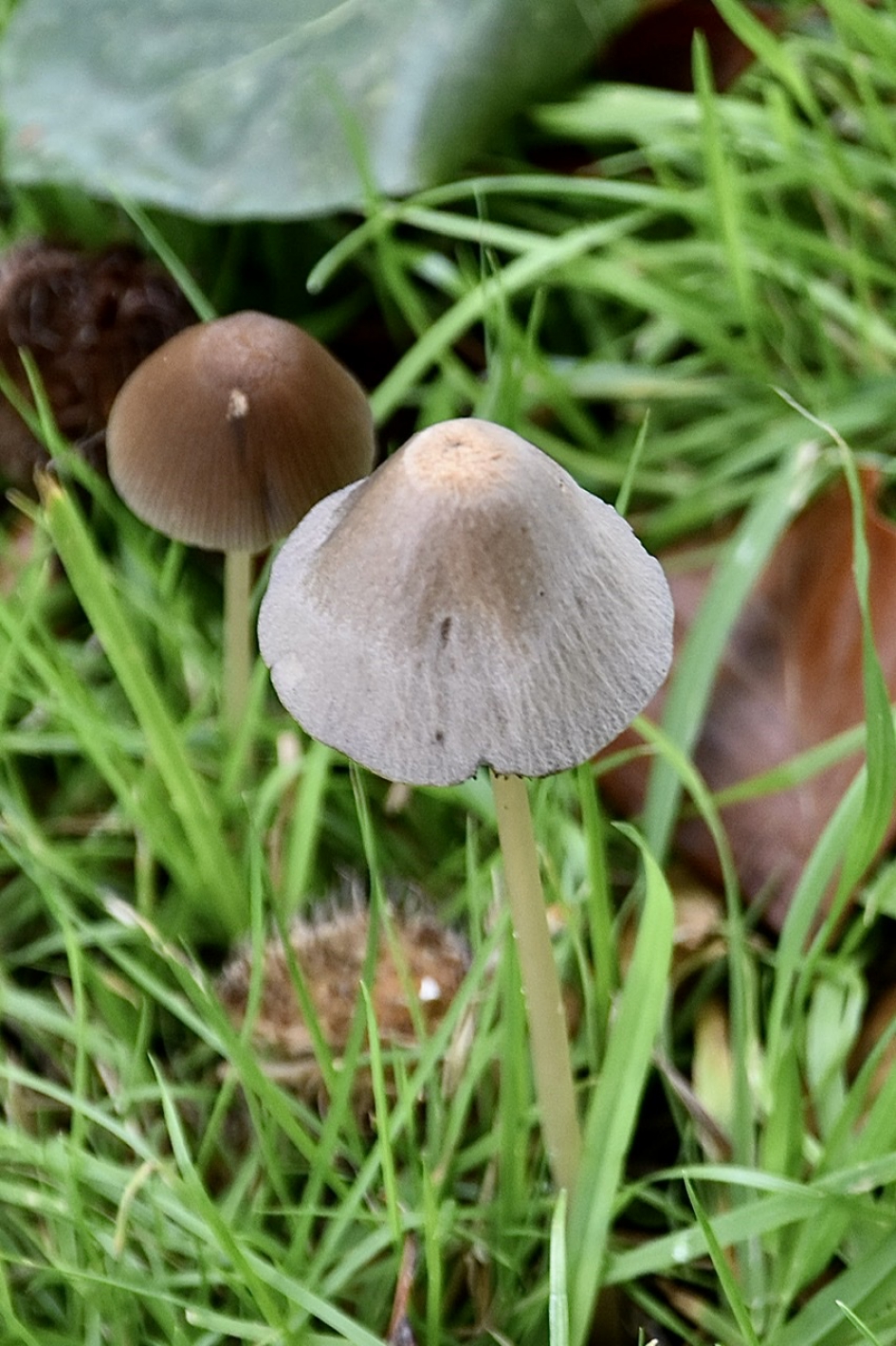 Langsteelfranjehoed - Schimmels - 