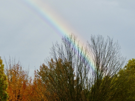 Regenboog