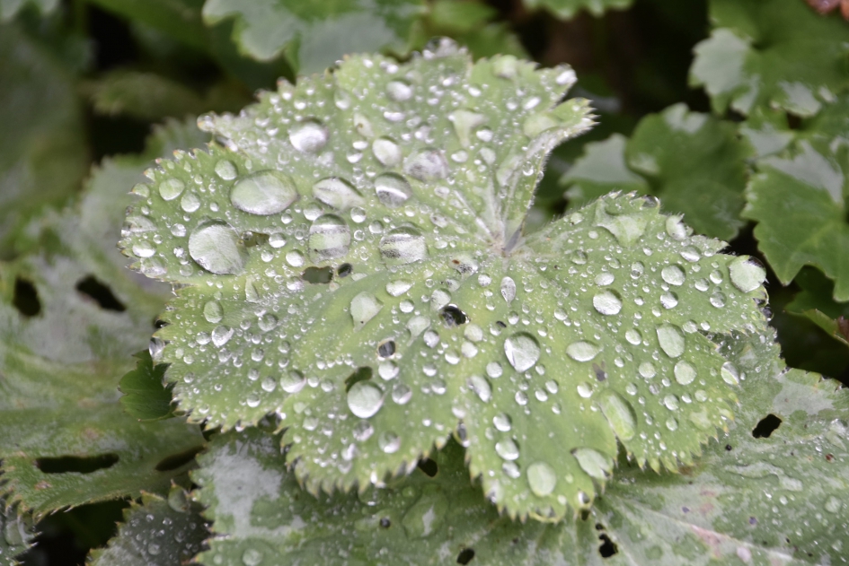 Regendruppels - Planten - 