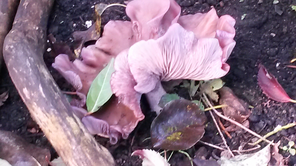 Rodekoolzwam - Schimmels - Rodekoolzwam?