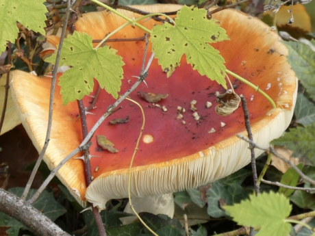 Rommelig perkje met....