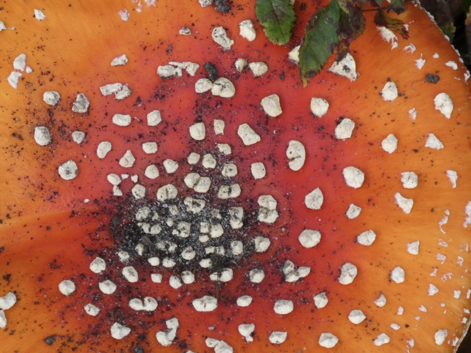 Rood met witte stippen - Schimmels - 