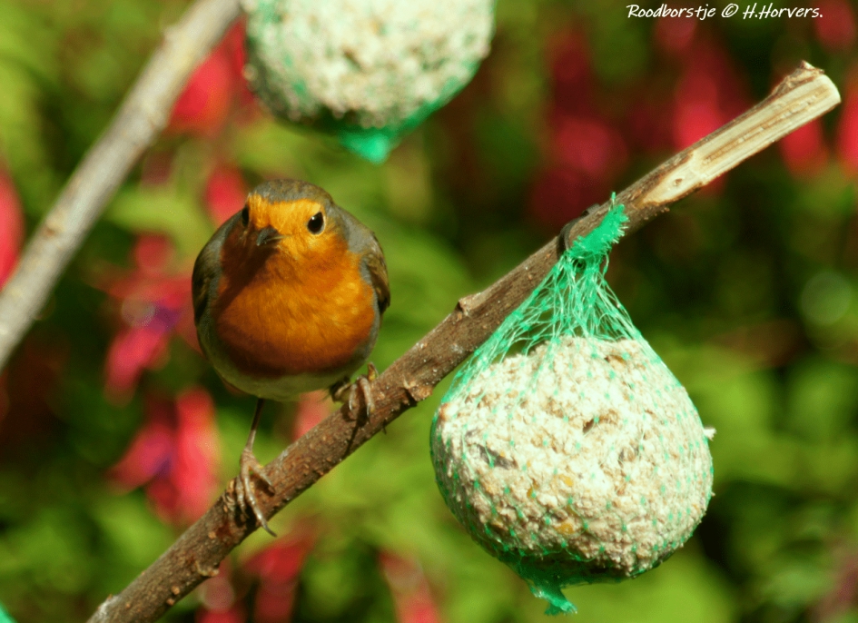 Roodborstje - Vogels - Roodborstje