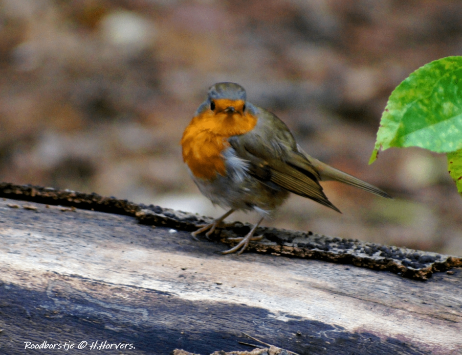 Roodborstje - Vogels - Roodborstje