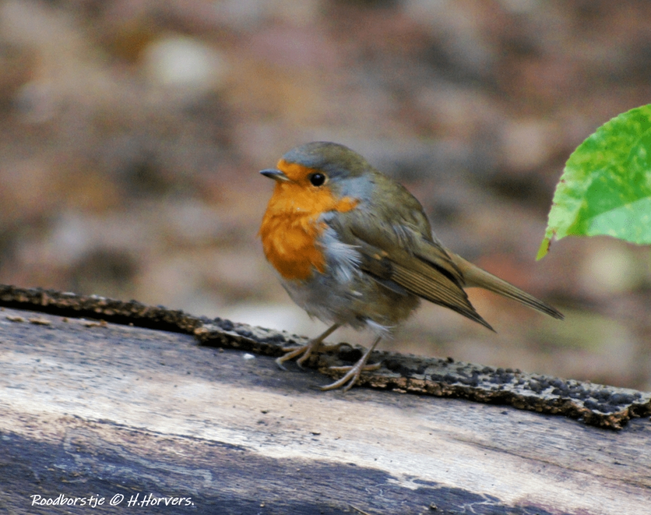 Roodborstje - Vogels - Roodborstje