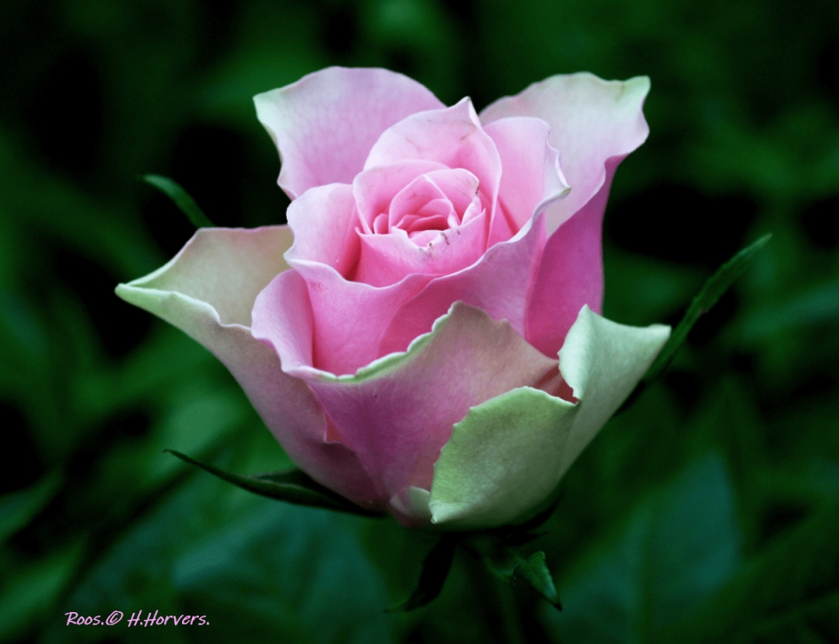 Roos - Planten - Roos