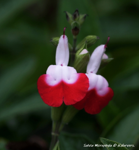 Salvia Microphylla