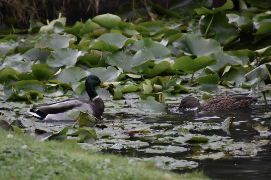 Samen..... - Vogels - 